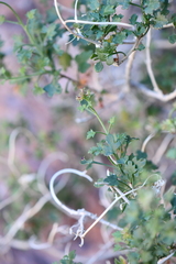 Pleurocoronis laphamioides