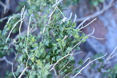 Pleurocoronis laphamioides