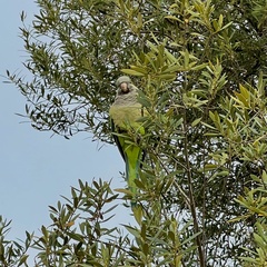 Myiopsitta monachus