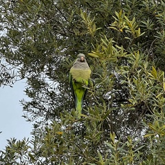 Myiopsitta monachus
