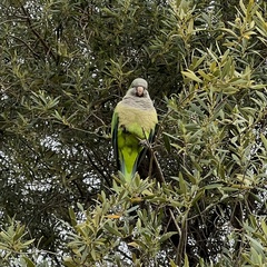 Myiopsitta monachus