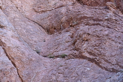 Pleurocoronis laphamioides