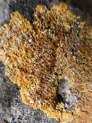 Fungi