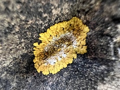 Fungi