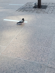 Columba livia domestica