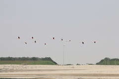 Phoenicopterus roseus