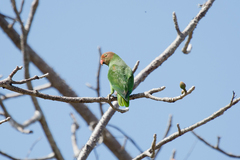 Geoffroyus geoffroyi