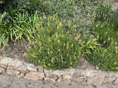 Bulbine frutescens