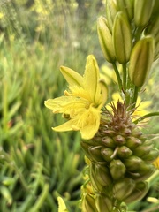 Bulbine frutescens