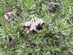 Eriocephalus
