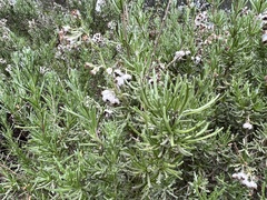 Eriocephalus