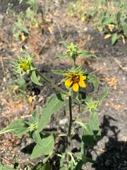 Helianthus bolanderi