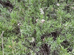Eriocephalus