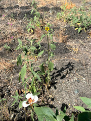 Helianthus bolanderi