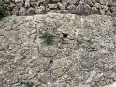 Sonchus tenerrimus