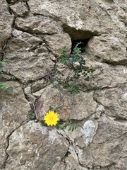 Sonchus tenerrimus