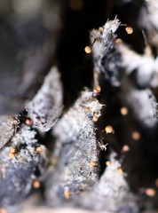 Cribraria minutissima