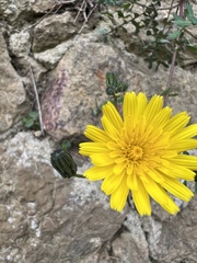Sonchus tenerrimus