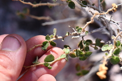 Acalypha californica