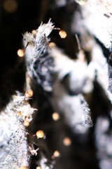 Cribraria minutissima