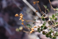 Acalypha californica