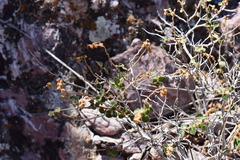 Acalypha californica