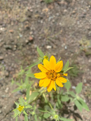 Helianthus bolanderi