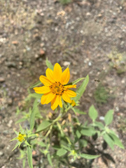 Helianthus bolanderi