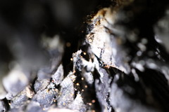 Cribraria minutissima