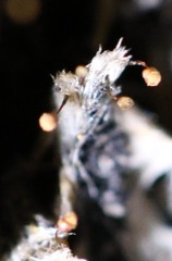 Cribraria minutissima