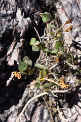 Acalypha californica