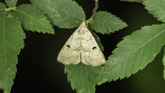 Chytolita morbidalis