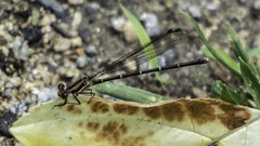 Argia tibialis