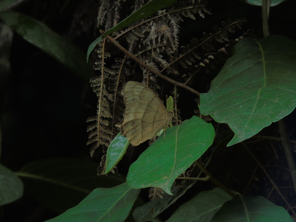 Pseudodebis puritana