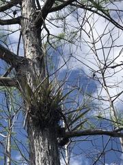Encyclia tampensis image