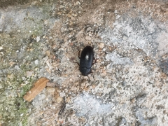 Alphitobius diaperinus