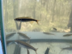 Pteronotropis euryzonus