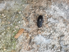 Alphitobius diaperinus