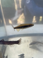 Pteronotropis euryzonus