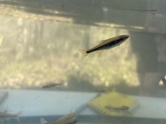 Pteronotropis euryzonus