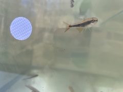 Pteronotropis euryzonus