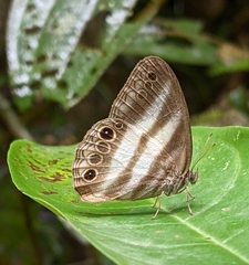 Pareuptychia hesionides