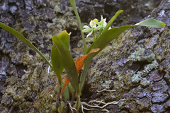 Prosthechea madrensis