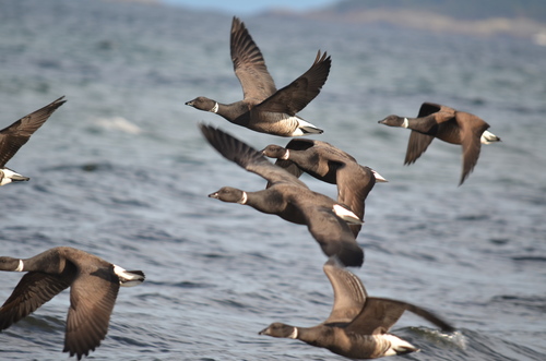 Brant, photo 9 of 9