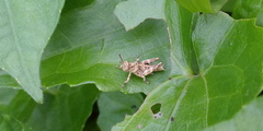 Apalacris varicornis