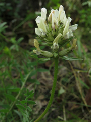 Oxytropis sordida