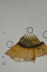 Pohlia longibracteata