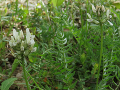 Oxytropis sordida