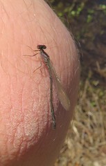 Enallagma geminatum