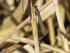 Enallagma geminatum